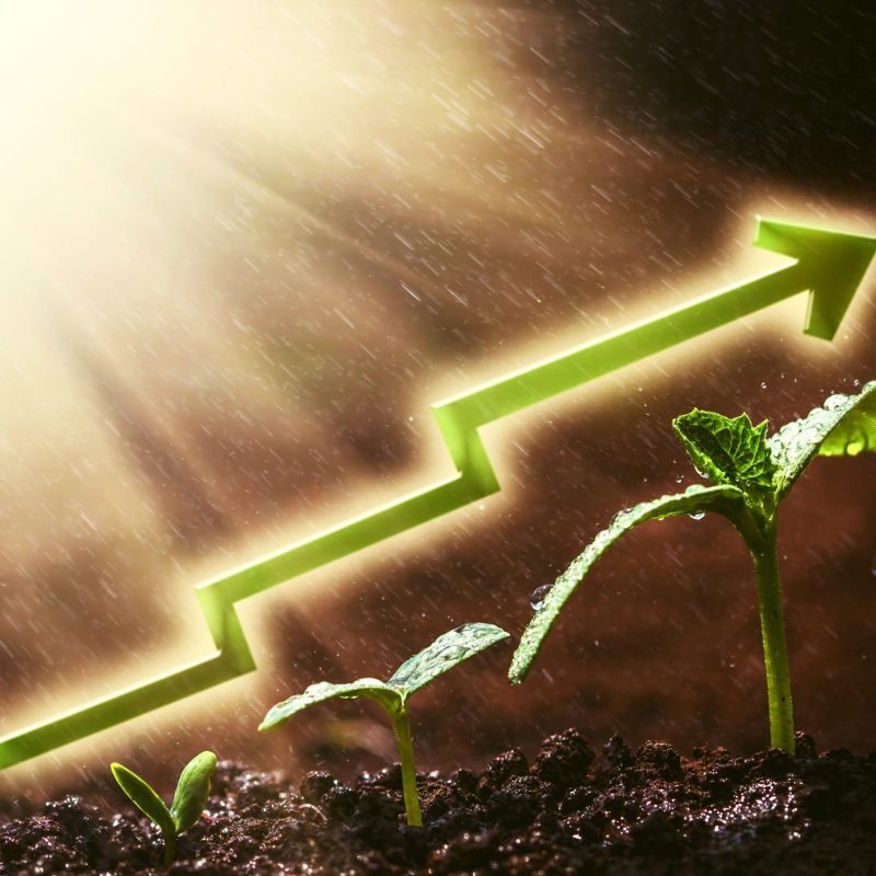 Green seedling growing on the ground in the rain. For business